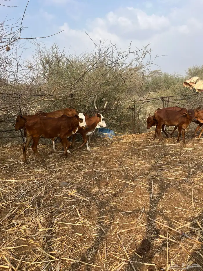 للي يرغب في تاسيس مراح بقر بلدي 6خبيش مراح واحد دهم و2ذكرا 5