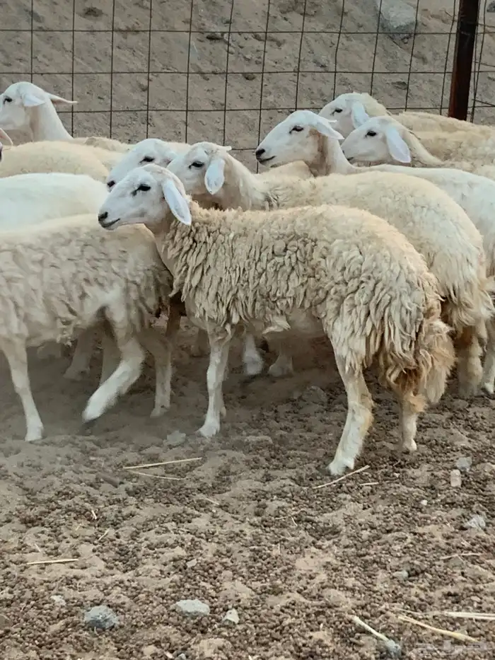 للبيع رخال حريات مقاني 1