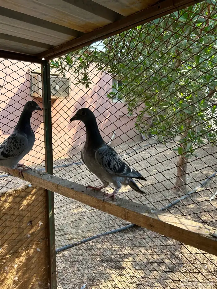 طبه زاجل سباق 4