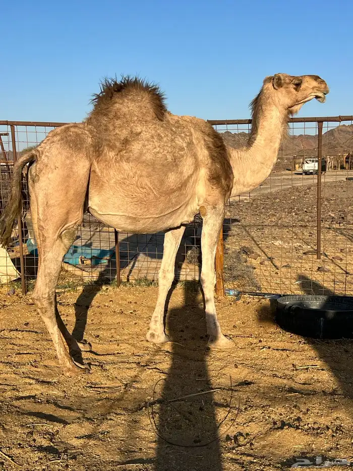 لقحه ملاقي تملى السطل ب 7500 تم البيع 1