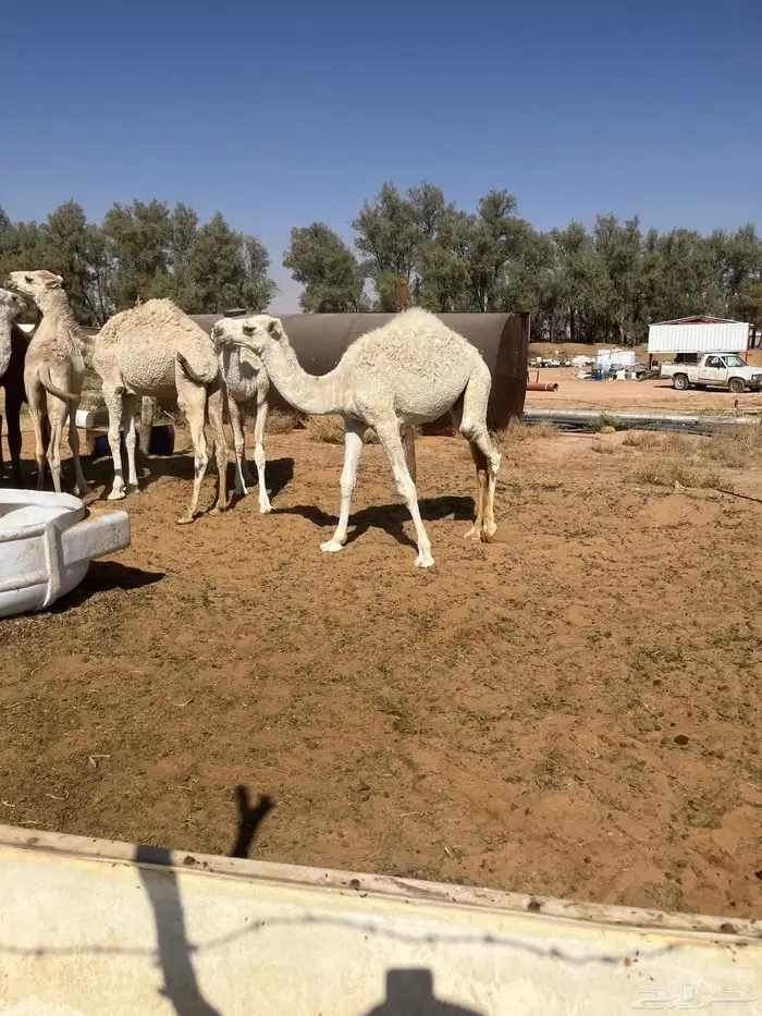 للبيع حشو العدد 9 فيهن بكرتين و7 قعدان 1