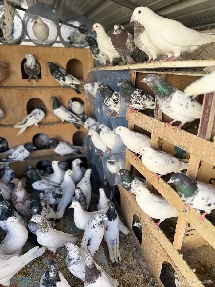 حمام بكستانية توب 7