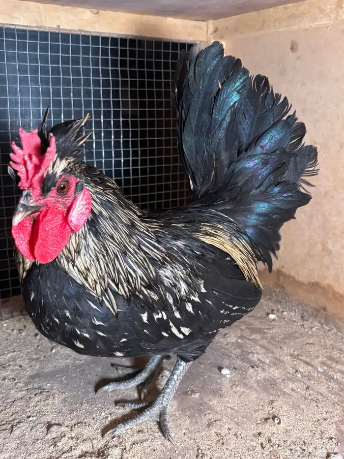 للبيع ديكه 0