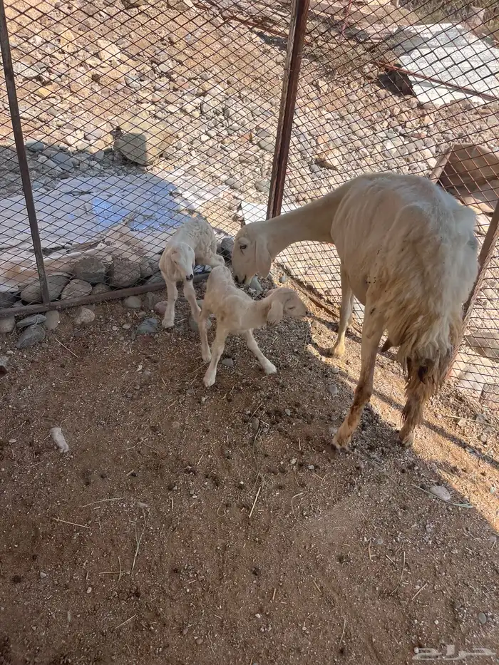 ضان متبيع ودفيع 5