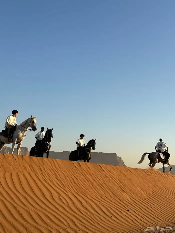 أيواء خيل مربط واسطبل د رة نساح للخيل العربيه 8