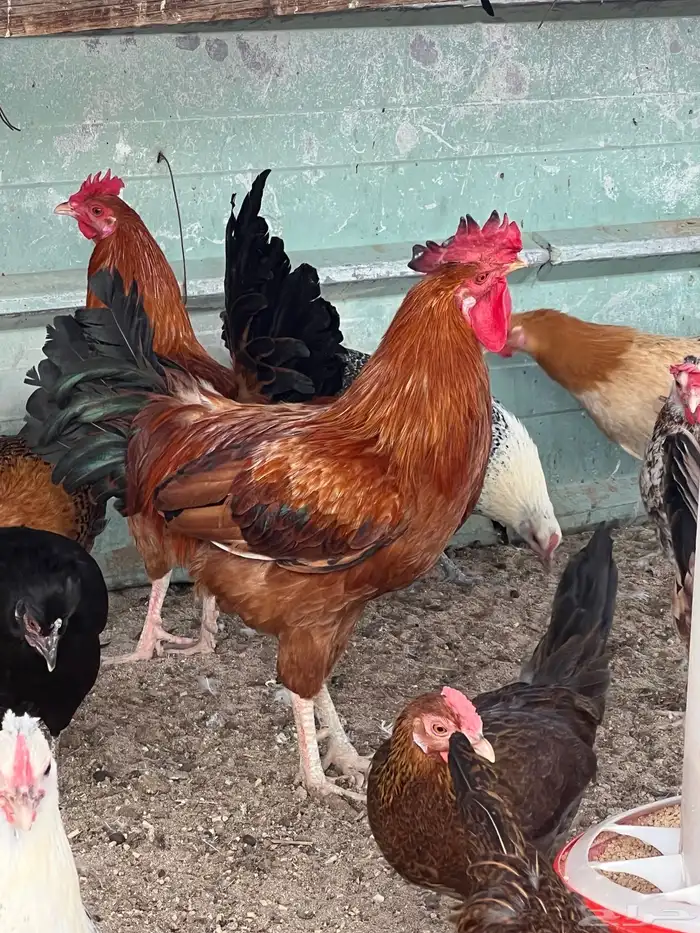 بيع ديك بلدي 1