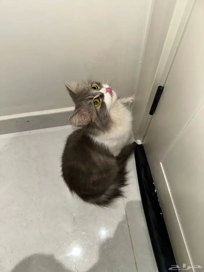 قطة للتبني انثى 1