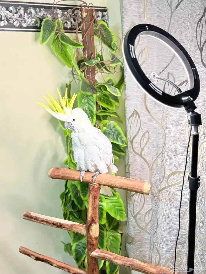 ببغاء كوكاتو سلفر تم البيع 5