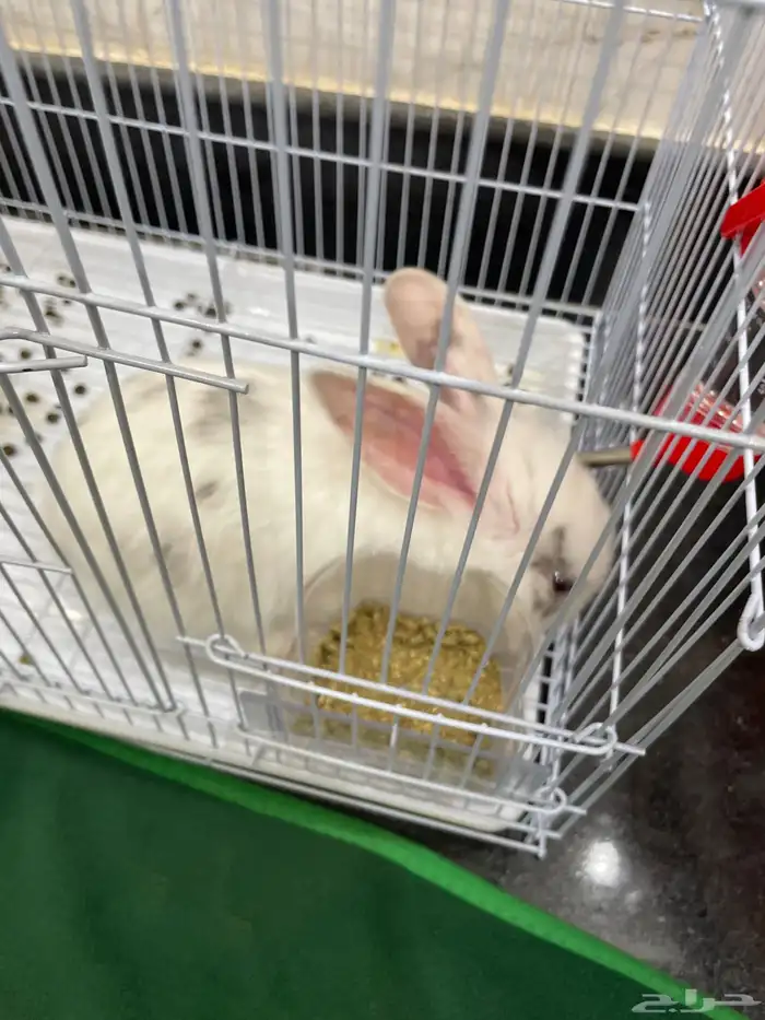 ارنب للبيع ب 35 1