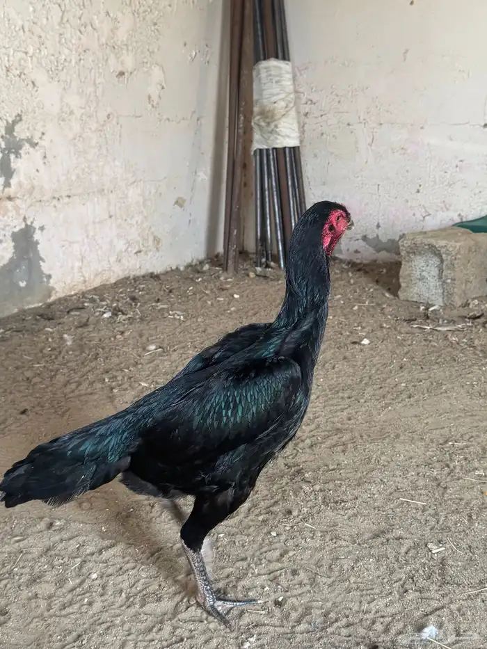 دجاجه شامو الماني 13