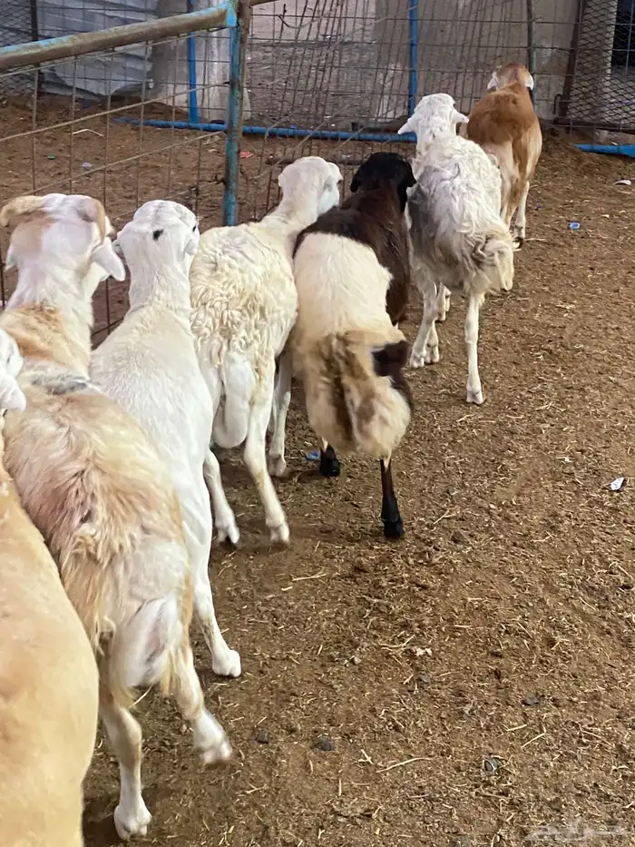 طليان شبيه الرفيدي 1