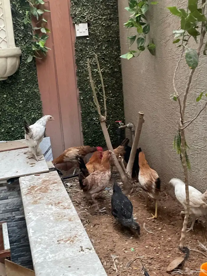 دجاج للبيع 8دجاجات و ديك 0