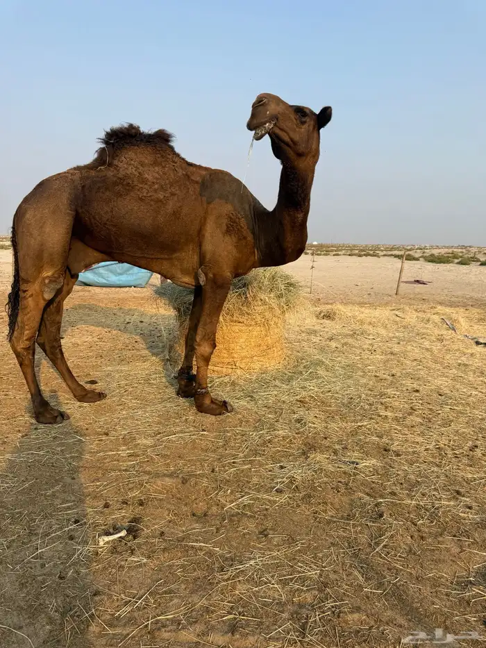 بعير شاق ومنتج وفحل انتاج 2