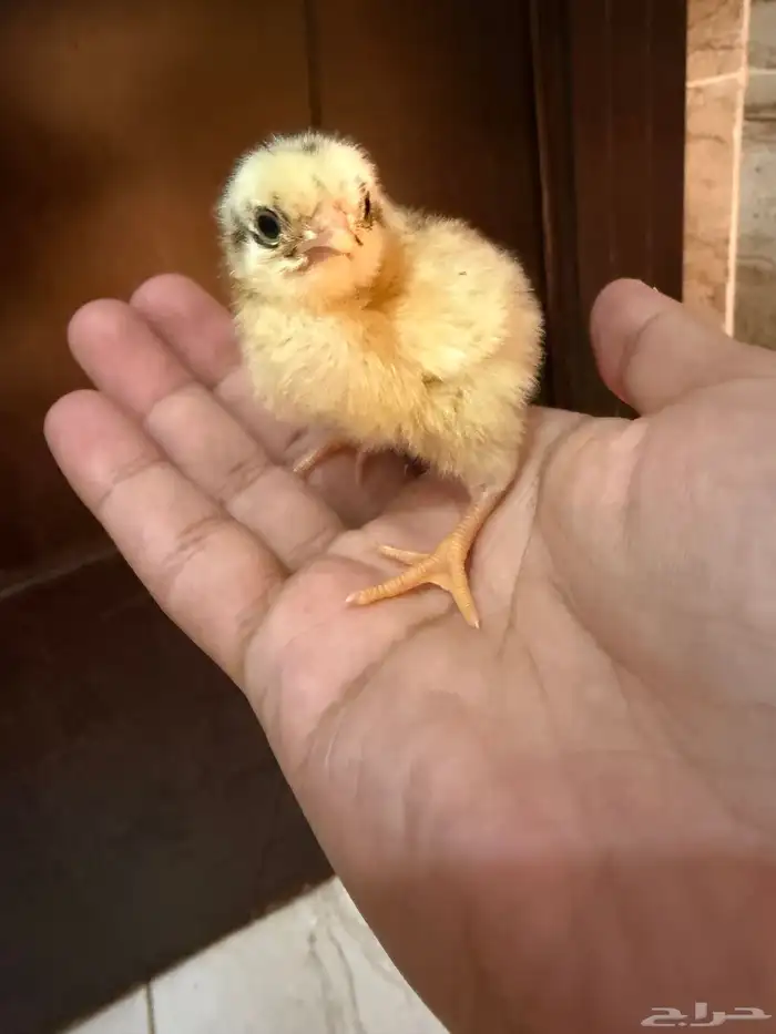 صوص دجاج صغير للبيع 10