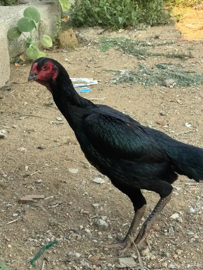 دجاجه شامو الماني 8