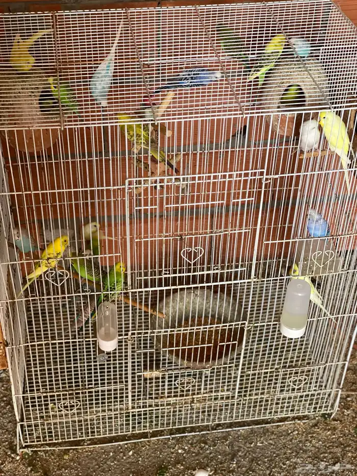 طيور الحب البادجي منتجه على ضمانتي 0