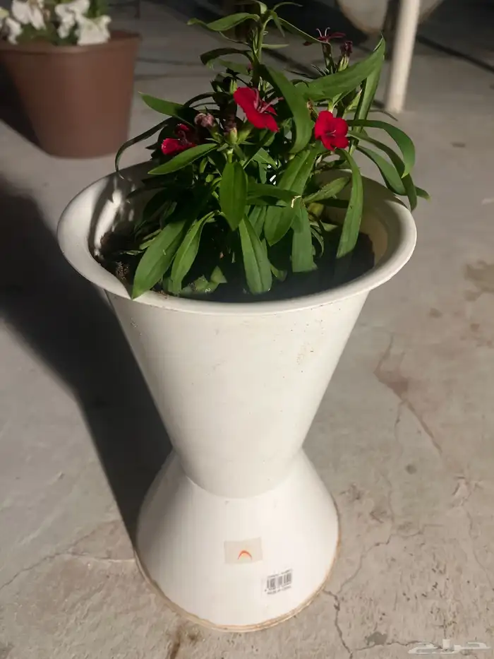 مراكن مع ورد للبيع 0