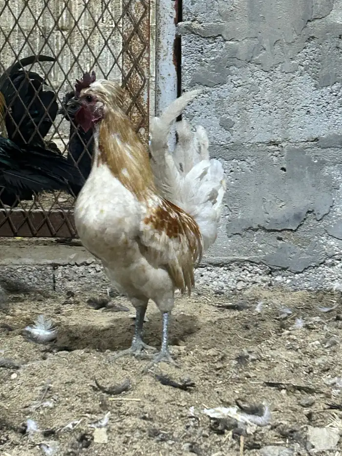 دياكه مرتبين 1