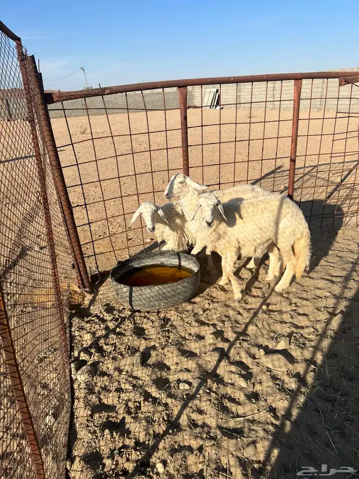 غنم ارخال جذعات للبيع 0