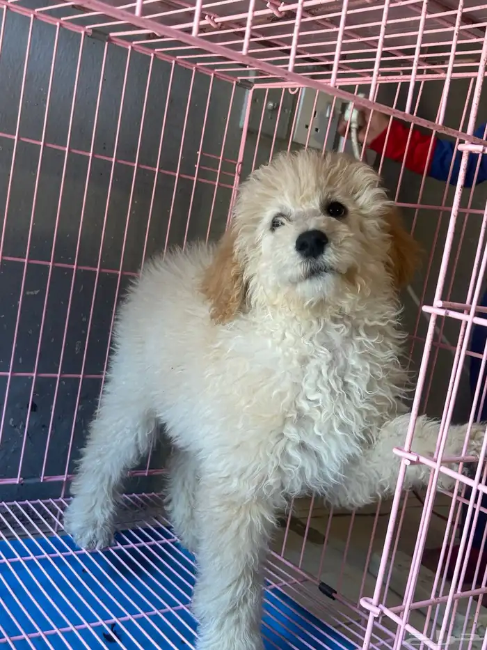 كلاب بودل XL كلاب جميله ولعوبه 1