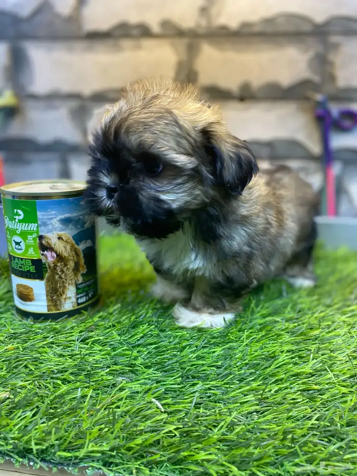 للبيع جراوي شيتزو تي كاب 4