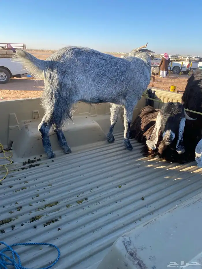 البيع ماعزا دفيع 3