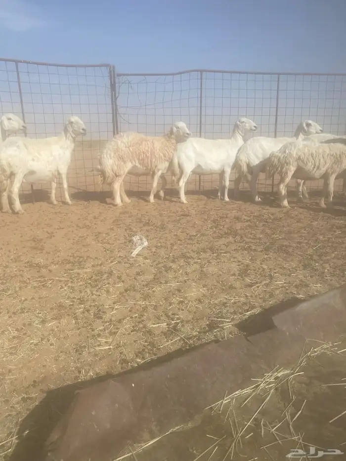 غنم حريات العدد 9 8