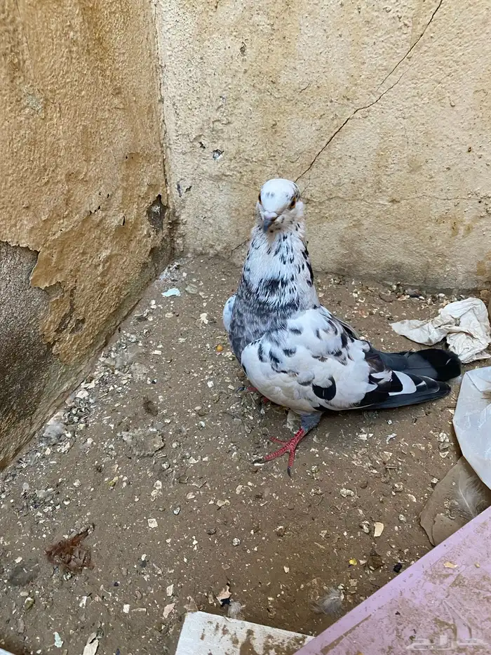 السلام عليكم 1