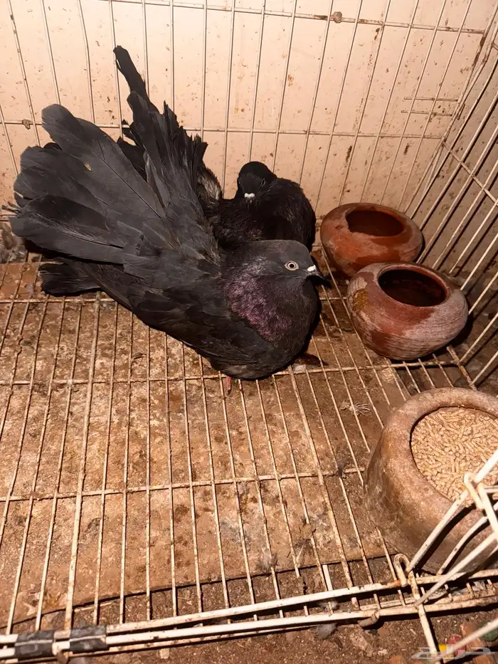 جوز هزازي اسود بلمعه فناتل 4