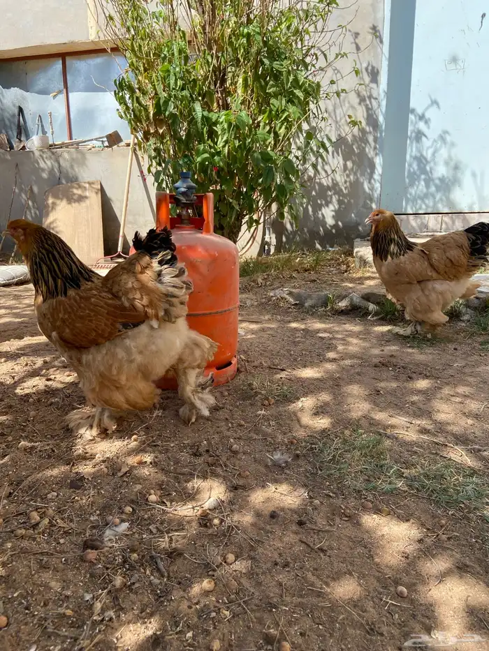 براهما توب فاخر 4