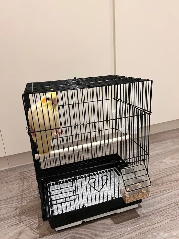 كروان أليف 0