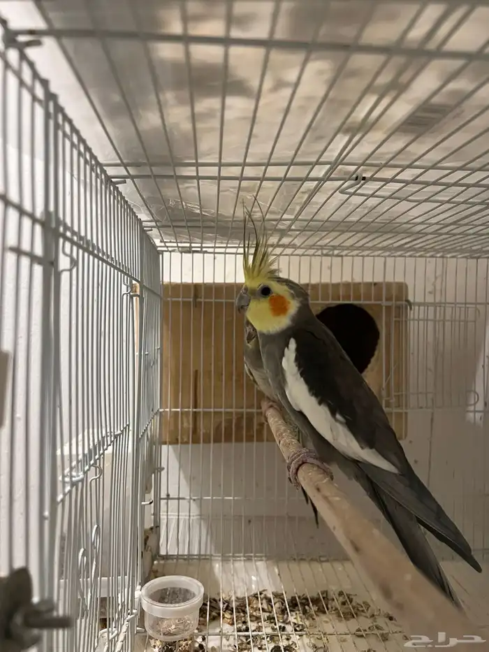 زوج كروان بكستاني منتج 1