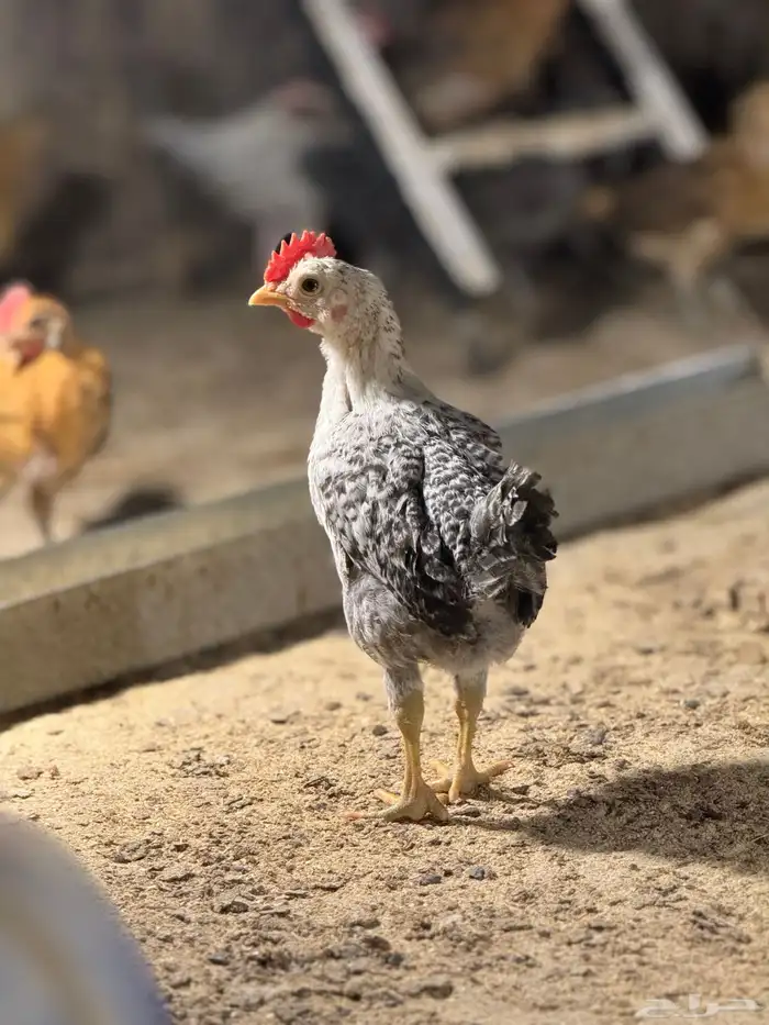 صوص دجاج بلدي 0