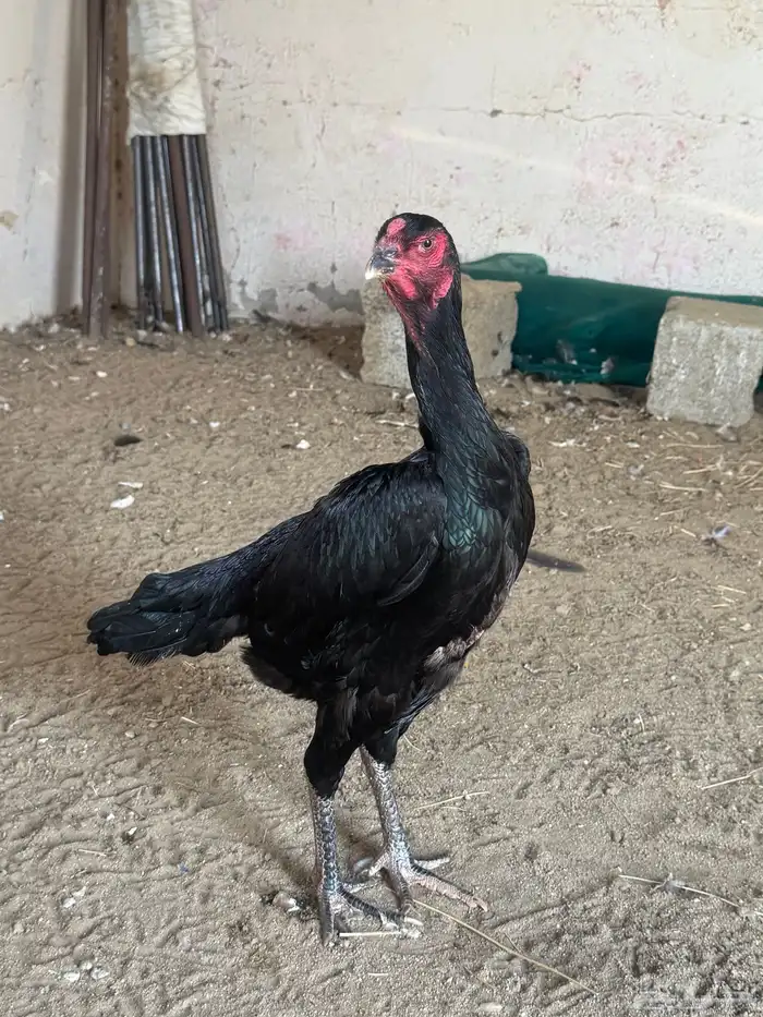 دجاجه شامو الماني 16