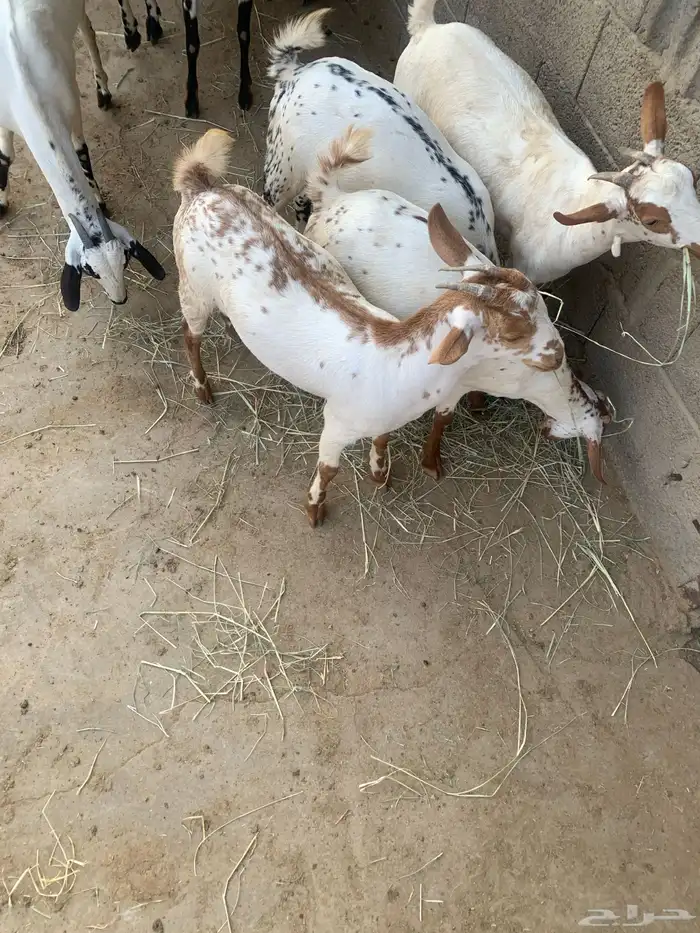 جفير العدد 10 رؤوس تربية ومطربات شي طيب ونظيف 4