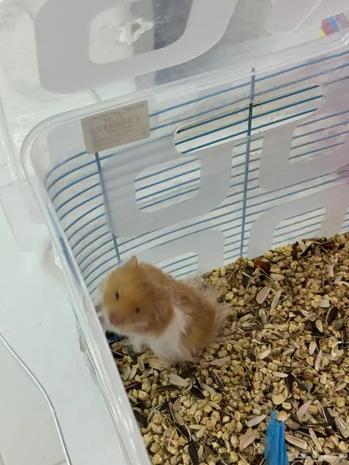 زوج هامستر للبيع 2