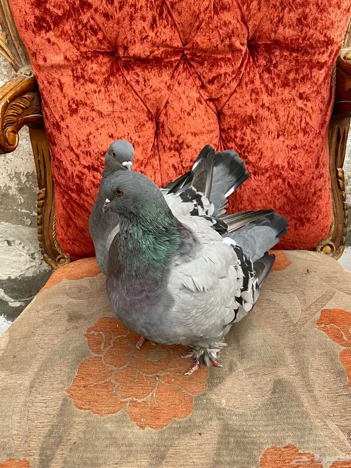 حمام فريش مهبط 8