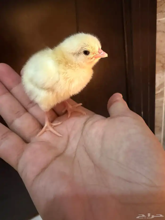 صوص دجاج صغير للبيع 0