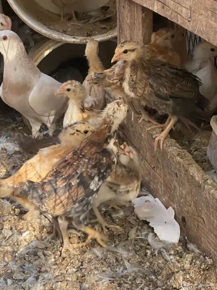 صوص دجاج بلدي 0