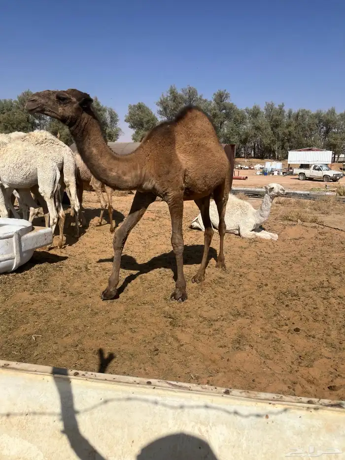 للبيع حشو العدد 9 فيهن بكرتين و7 قعدان 0