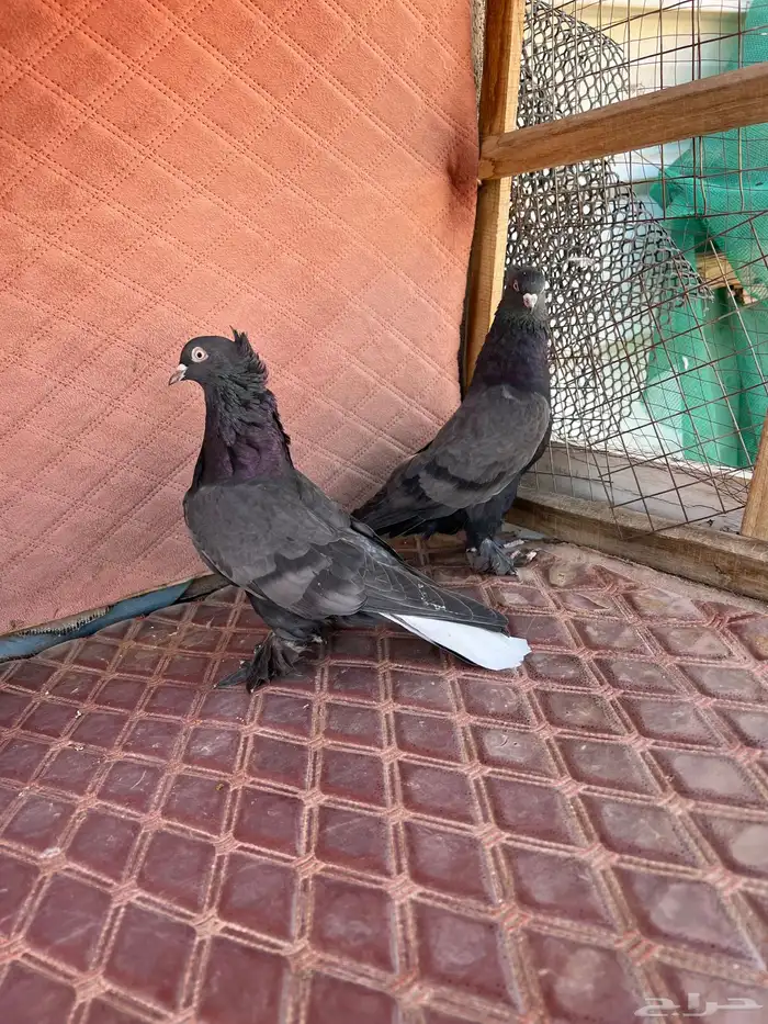 اتراك محاريق 1