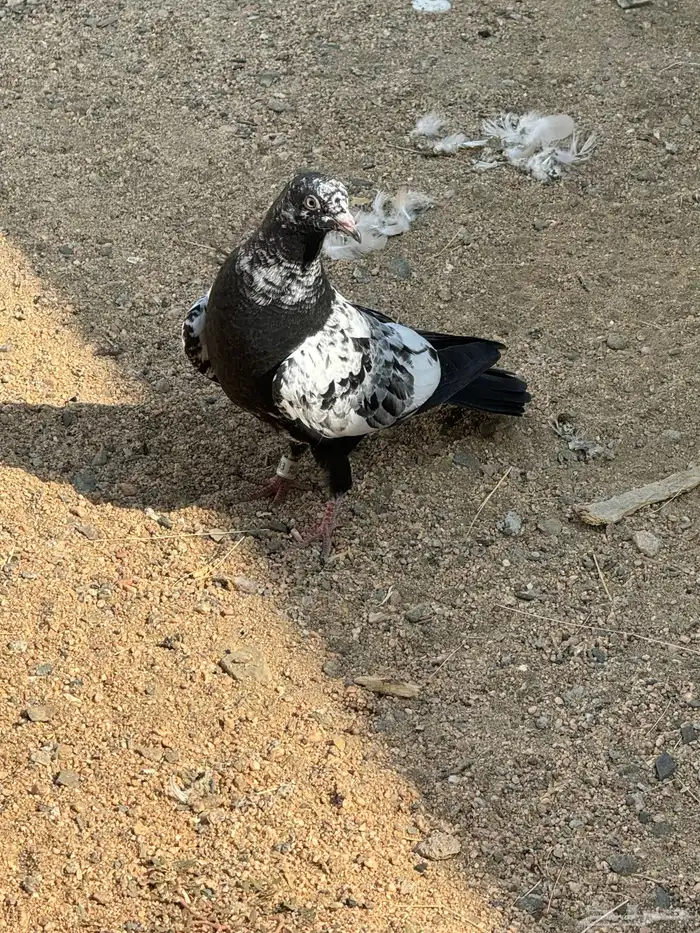 جوز باكستاني منتج بفروخه حاليا 2