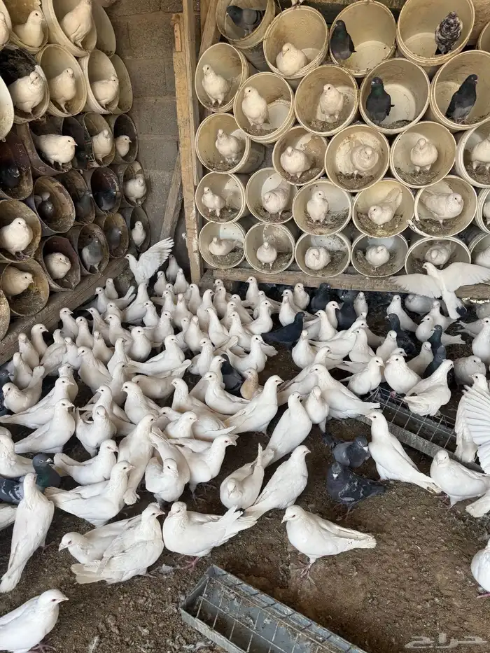 موجود حمام فرنسي سوبر جامبو 0