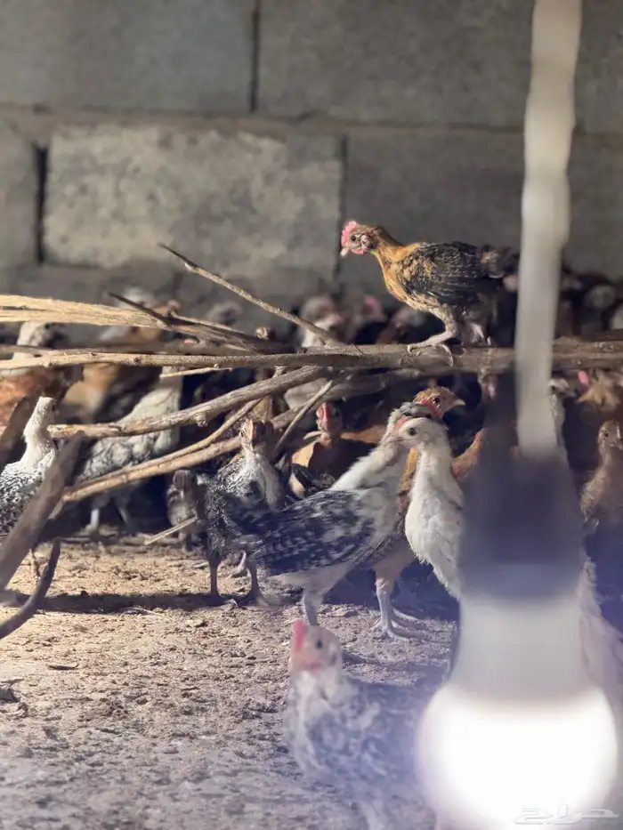 صوص دجاج بلدي 3