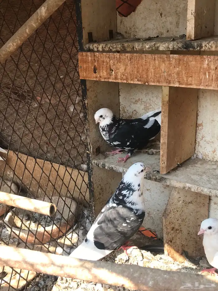 حمام قطايف زوجين للبيع مستعجل 4