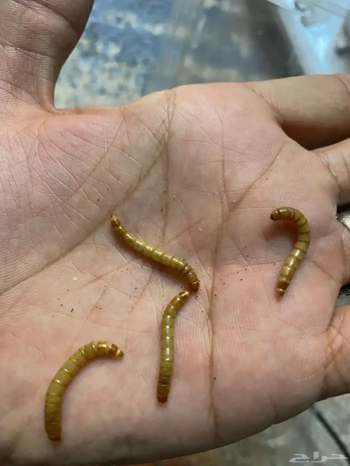 دود قبابي حي 1