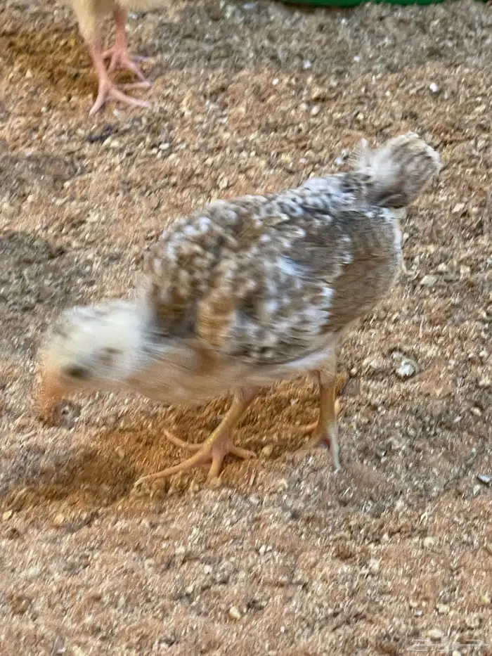 دجاج صوص بلدي 2