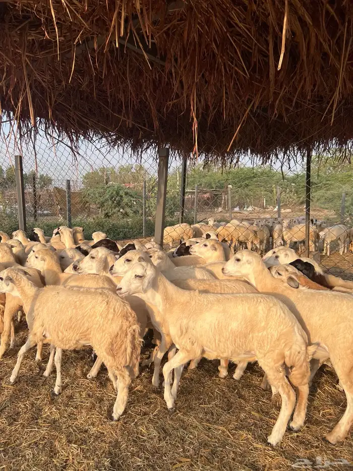 رخال رفيدي من 700 1