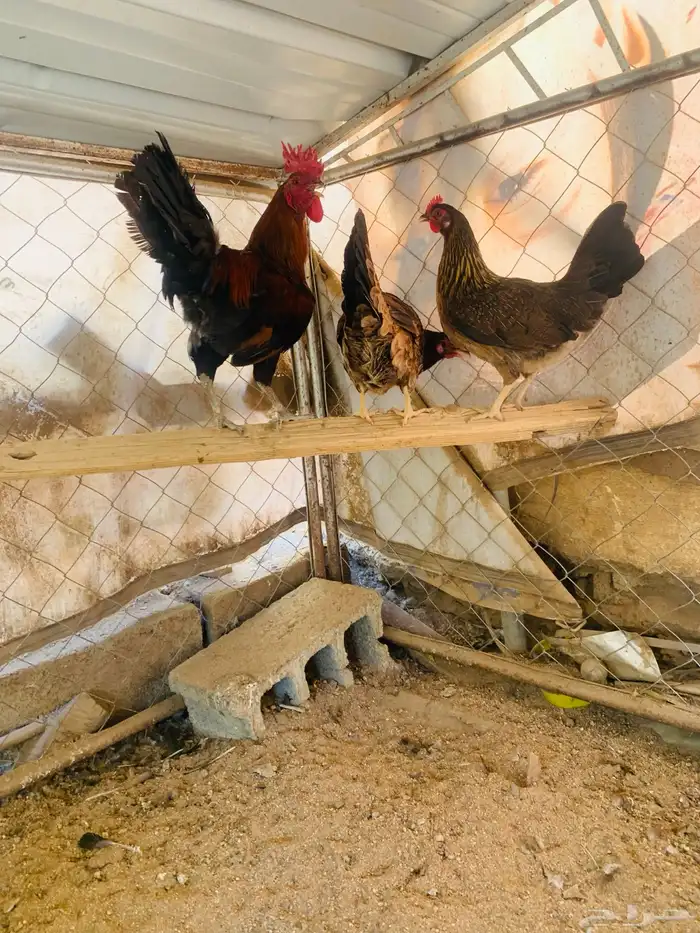 ديكين واربع دجاج عربي 7