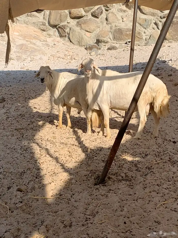 فحول كفو للبيع 0